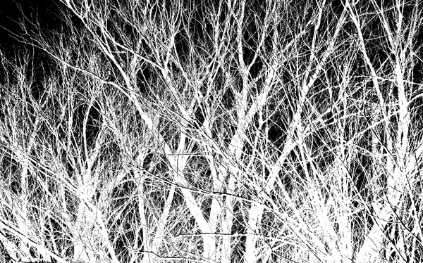 Ветви белого дерева на черном — стоковое фото