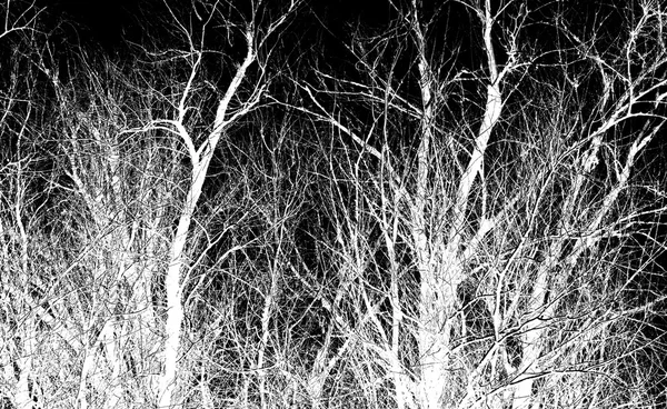 White tree branches on a black — Stock Photo, Image