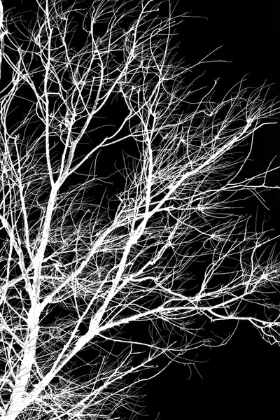 White tree branches on a black — Stock Photo, Image