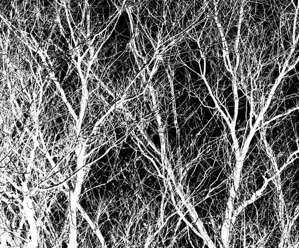 Branches d'arbre blanc sur un noir — Photo