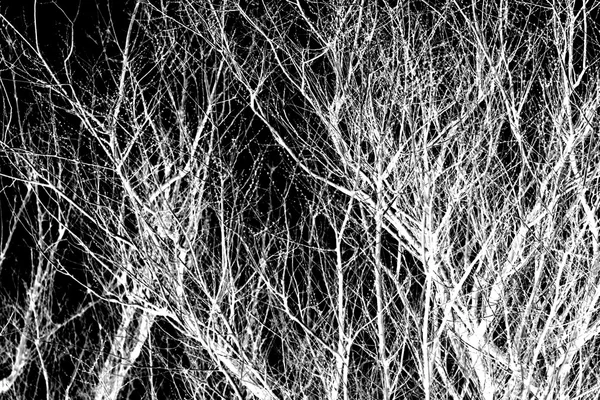 Branches d'arbre blanc sur un noir — Photo