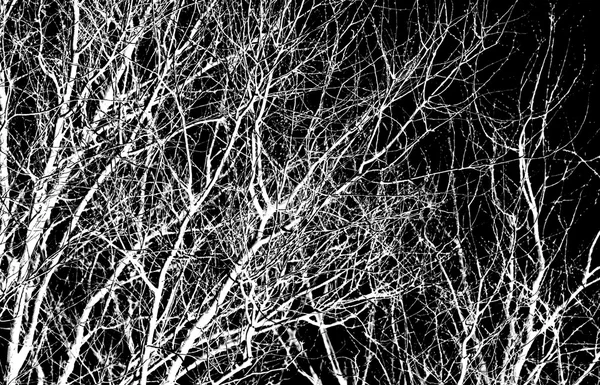 Branches d'arbre blanc sur un noir — Photo