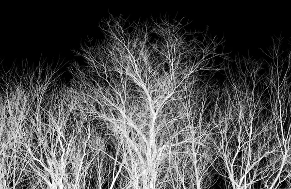 White tree branches on a black — Stock Photo, Image