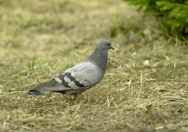 Yabani güvercin yürüyüş — Stok fotoğraf