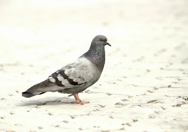 Divoký holub chůzi — Stock fotografie