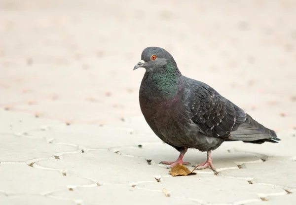 Divoký holub chůzi — Stock fotografie