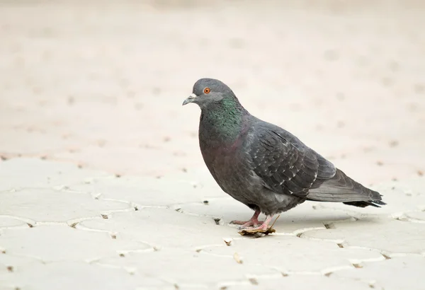 Pigeon sauvage marche — Photo