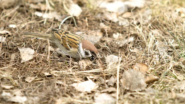 Vogelsperling sitzt auf dem Boden — Stockfoto