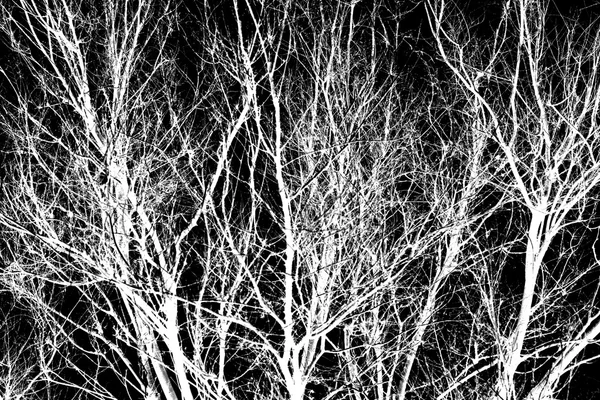 Ветви белого дерева на черном — стоковое фото