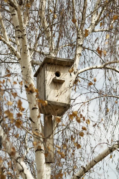 Vogelhaus auf einer Birke — Stockfoto