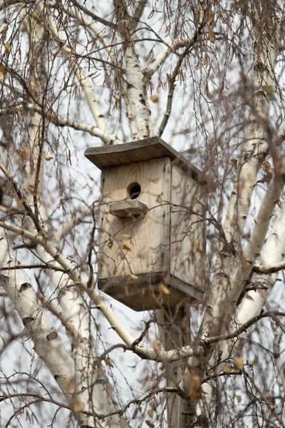 Birdhouse on a birch tree — Stock Photo, Image