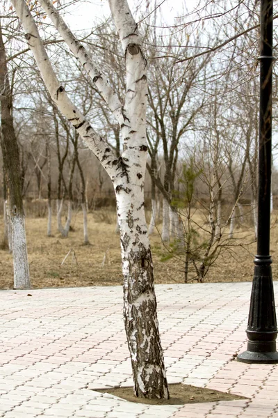 フォレスト内の灰色の木 — ストック写真