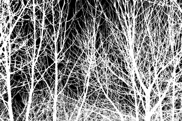 Witte boomtakken op een zwart — Stockfoto