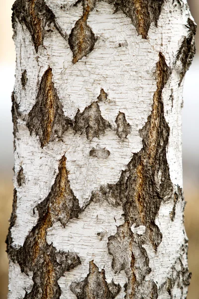 Κοντινός κορμός δέντρων — Φωτογραφία Αρχείου