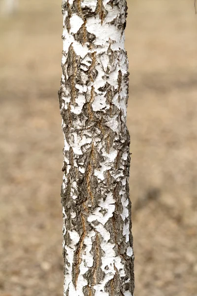 Árbol tronco de cerca —  Fotos de Stock