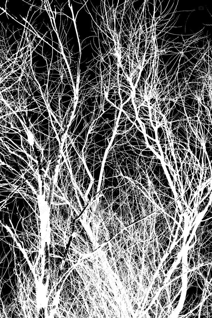 White tree branches on a black