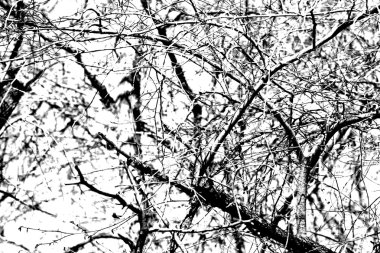 Beyaz arkaplanda ağaç dalları