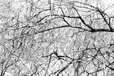 Beyaz arkaplanda ağaç dalları