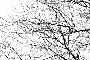 Beyaz arkaplanda ağaç dalları