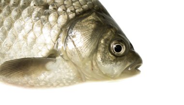 canlı balık havuz üzerinde beyaz izole