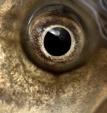 canlı balık havuz üzerinde beyaz izole