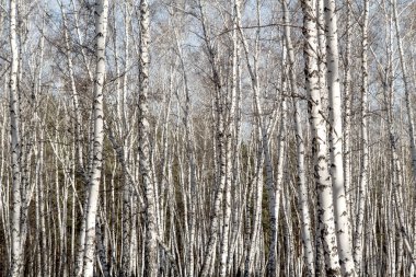 Huş ağacı orman bahar yaprakları olmadan