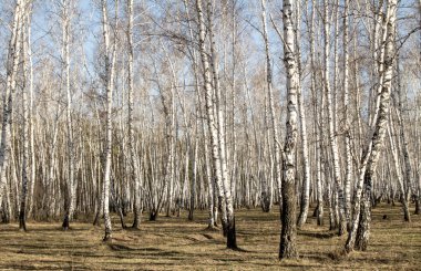 Huş ağacı orman bahar yaprakları olmadan
