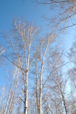 Huş ağacı orman bahar yaprakları olmadan