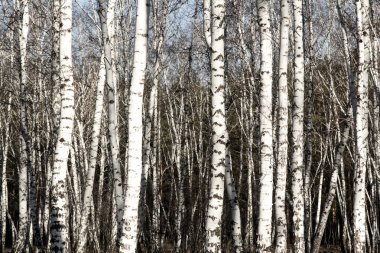 Huş ağacı orman bahar yaprakları olmadan