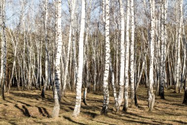 Huş ağacı orman bahar yaprakları olmadan