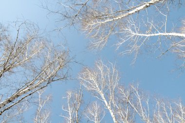 Huş ağacı orman bahar yaprakları olmadan