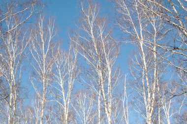 Huş ağacı orman bahar yaprakları olmadan
