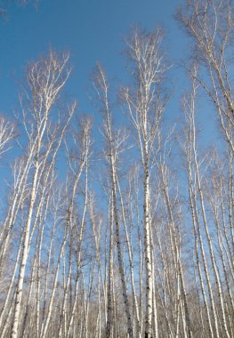 Huş ağacı orman bahar yaprakları olmadan
