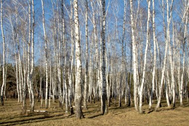 Huş ağacı orman bahar yaprakları olmadan