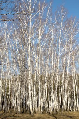 Huş ağacı orman bahar yaprakları olmadan