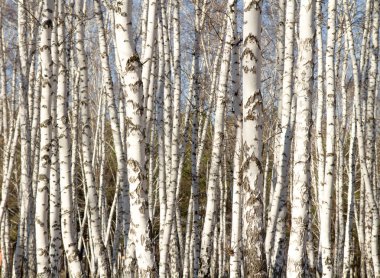 Huş ağacı orman bahar yaprakları olmadan