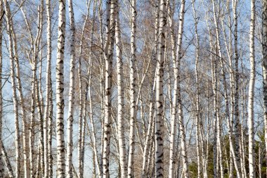 Huş ağacı orman bahar yaprakları olmadan