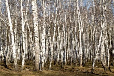 Huş ağacı orman bahar yaprakları olmadan