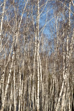 Huş ağacı orman bahar yaprakları olmadan