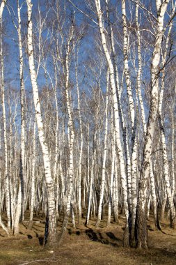 Huş ağacı orman bahar yaprakları olmadan