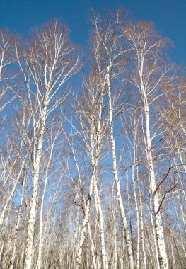 Huş ağacı orman bahar yaprakları olmadan