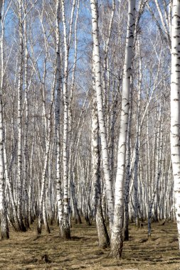 Huş ağacı orman bahar yaprakları olmadan