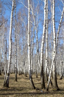 Huş ağacı orman bahar yaprakları olmadan