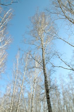 Huş ağacı orman bahar yaprakları olmadan