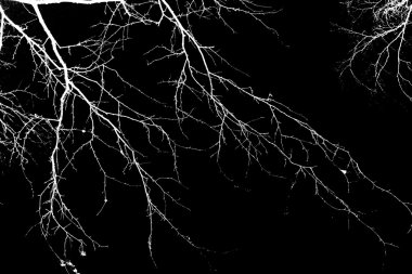 Siyah arkaplanda beyaz ağaç dalları