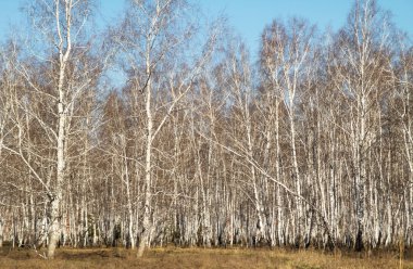Huş ağacı orman bahar yaprakları olmadan