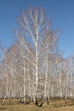 Huş ağacı orman bahar yaprakları olmadan