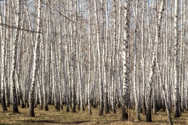 Huş ağacı orman bahar yaprakları olmadan