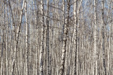 Huş ağacı orman bahar yaprakları olmadan