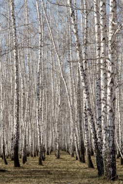 Huş ağacı orman bahar yaprakları olmadan